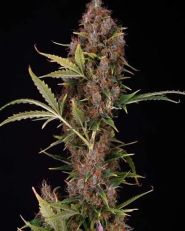 Dutch Automatic Feminized by Spliff Seeds