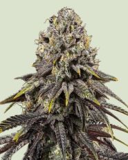 Dynamite Diesel Feminized by Royal Queen Seeds
