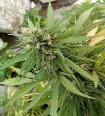 Easy Sativa by Female Seeds