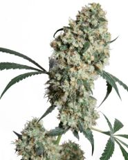 Ed Rosenthal Super Bud Regular by Sensi Seeds
