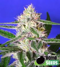 Edam Bomb Feminized Marijuana Seeds