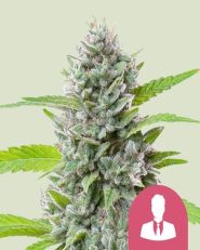 El Patron Feminized by Royal Queen Seeds