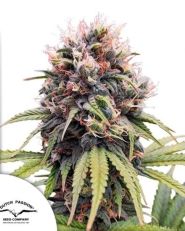 Euforia Regular by Dutch Passion 