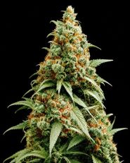 Exodus Cheese Feminized - Nirvana Seeds