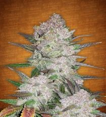 Cream Cookies Auto by Fast Buds Seeds 