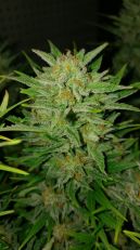 Fast & Vast Auto Feminized - Heavyweight Seeds