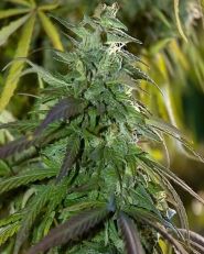 Fast Bud Outdoor Feminized by Spliff Seeds 