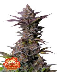 Tropicana Cookies FF by Fast Buds