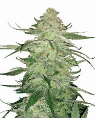 Fat Bastard Feminized by MSNL Seeds