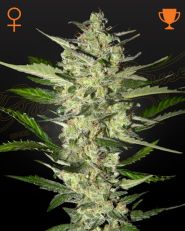 Flowerbomb Kush Feminized by Green House Seeds