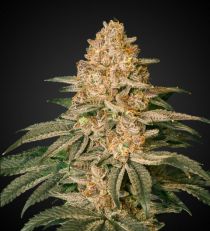 Forbidden Fruit Autoflower by 420 Seeds