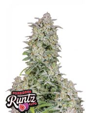 Forbidden Runtz Auto by Fast Buds