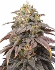 Forbidden Fruit Feminized by MSNL Seeds