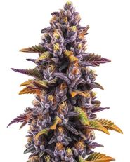 Forbidden Fruit Feminized by Blimburn
