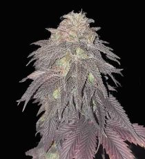 Forbidden Fruit Feminized