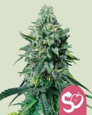 Forbidden Fruit Feminized by Royal Queen Seeds