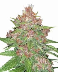 Forbidden Runtz Autoflower by MSNL Seeds