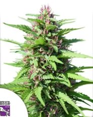 Friesland Regular by Super Sativa Seed Club