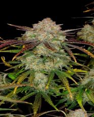 Frostbanger Auto by Fast Buds