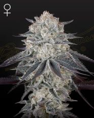 Fullgas! Feminized by Green House Seeds