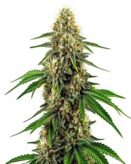 Future #1 Feminized by Blimburn