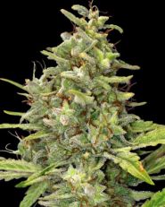 G13 Haze Feminized 