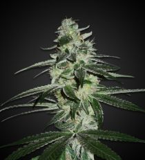 G13 Haze Feminized