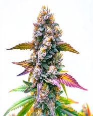 Gary Payton Feminized by Blimburn