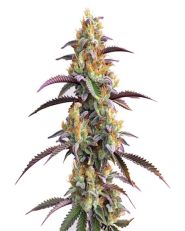Gator Breath Feminized by Blimburn