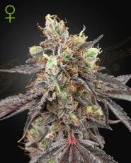 Gelato 41 x Gelato 41 Autoflower by Green House Seeds