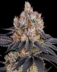 Gelato by Barney's Farm