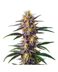 Gelato Fast Version by Blimburn