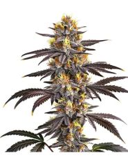 Gelato Feminized by Blimburn