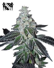 Gelato Feminized by MSNL Seeds