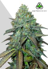 Gelato Autoflower by Auto Seeds