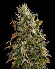 Gelato Autoflower - Nirvana Seeds