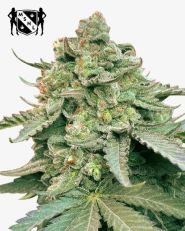 Gelonade Feminized by MSNL Seeds