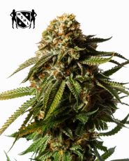 Gorilla Glue Autoflower  by MSNL Seeds 