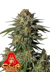 GG4 Sherbet FF by Fast Buds