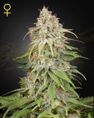 GH Amnesia Feminized by Green House Seeds
