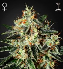 GH Cheese seeds