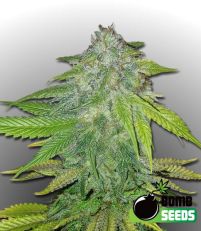 Ghost Train Bomb Feminized - Bomb Seeds