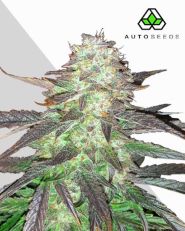Ghost Train Haze Autoflower by Auto Seeds