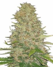 Ghost Train Haze Feminized by MSNL Seeds