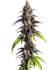 Ghost Train Haze Feminized by Blimburn