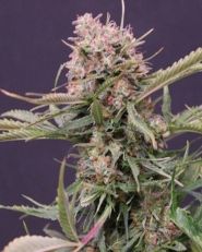 Gigabud Feminized by G13 Labs