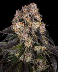 Girl Scout Cookies by Barney's Farm