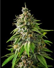 Girl Scout Cookies Feminized - Nirvana Seeds
