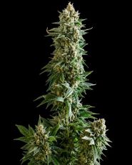 Girl Scout Cookies Autoflower - Nirvana Seeds