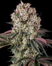 Glookies Feminized by Barney's Farm